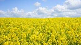 Image for Canadian food DYK: Prairie-grown mustard seeds are used around the globe