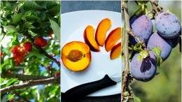 Canadian local stone fruits