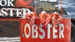 Image for Why East Coasters go wild for winter lobster