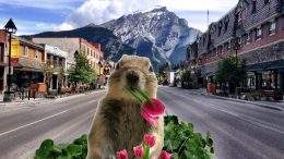 The Banff Squirrel