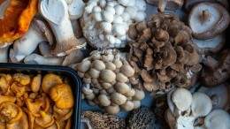 Image for Daily bite: Wildebeest to launch second annual wild game and mushroom menu