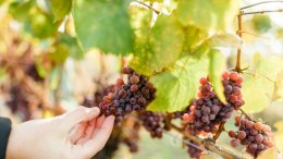 Photo Credit: Wines of British Columbia