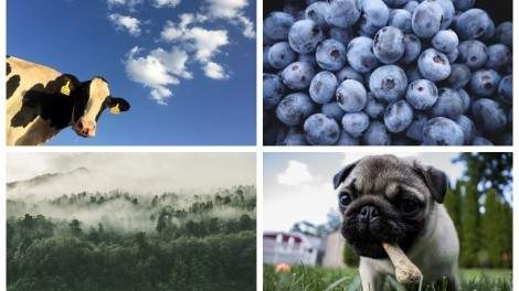 Image for ICYMI: McDonald's Canada partners with Rainforest Alliance, Vodkow receives Excellence in Agriculture award, and more