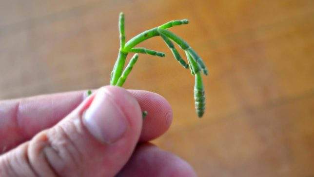 Sea Asparagus How to Grow: Cultivating Coastal Superfood