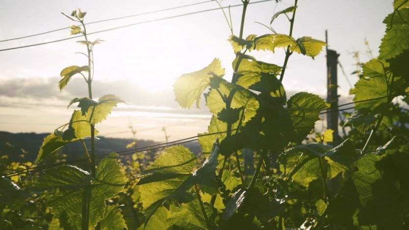 Image for Wine trends for 2019