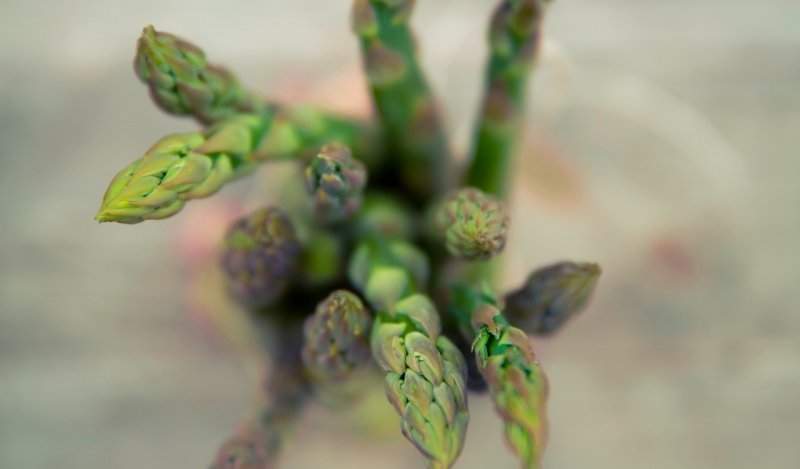 Image for Edgar Farms' Asparagus Festival in Alberta returns bigger than ever for 2019