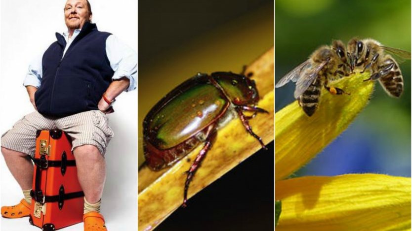 Image for ICYMI: The chew on Batali, battle of the beetles and learning to love dandelions and more