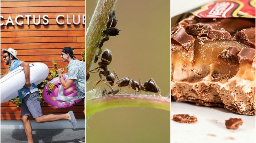 Image for ICYMI: Chain restaurants outgrow independent diners, junk food ads increase levels of obesity and the future of the food culture in this week’s food news