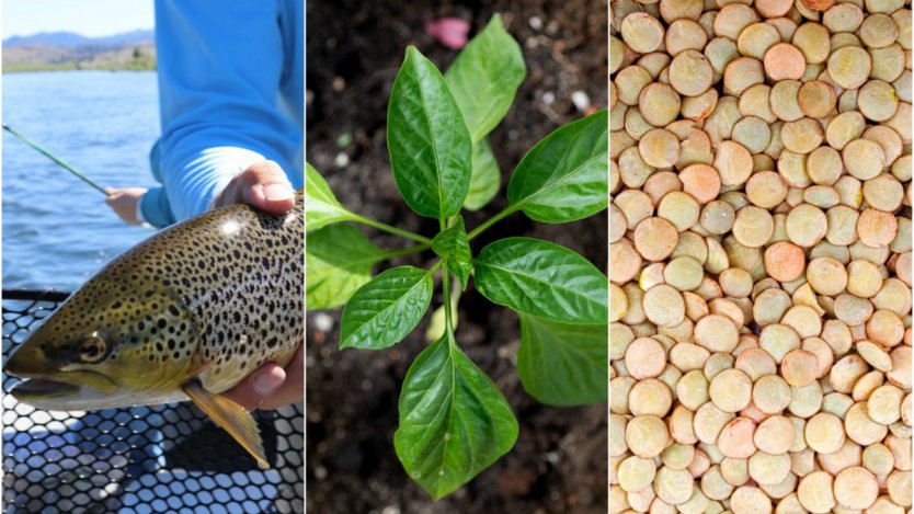 Image for ICYMI: Fifteen thousand in fines for unlawful fishing, Michael Ableman helps people by urban farming and a new lentil snack-bar in this week’s food news