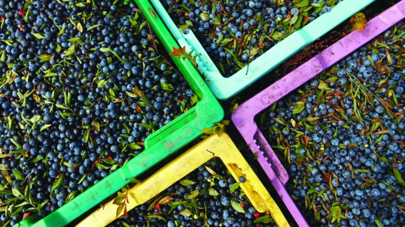 Image for Canadian food DYK: Canada is a leader in the wild blueberry industry