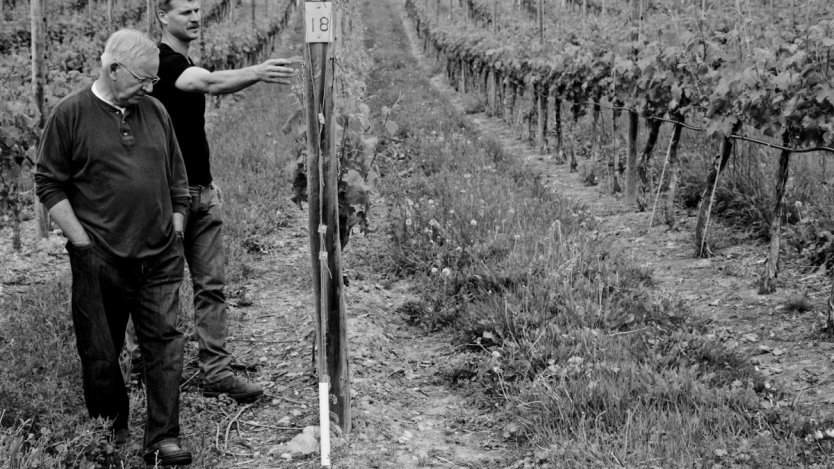 TH Wines cab franc vines. Photo from TH Wines.