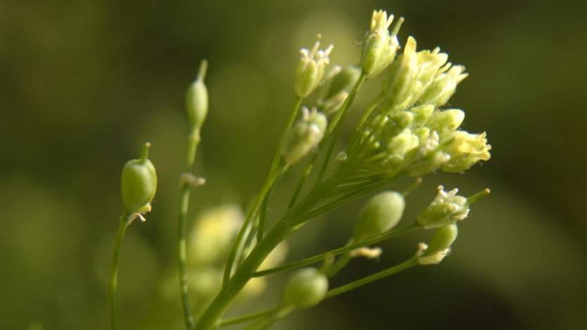 Photo courtesy of USDAgov on Flickr. Photo courtesy of USDAgov on Flickr.