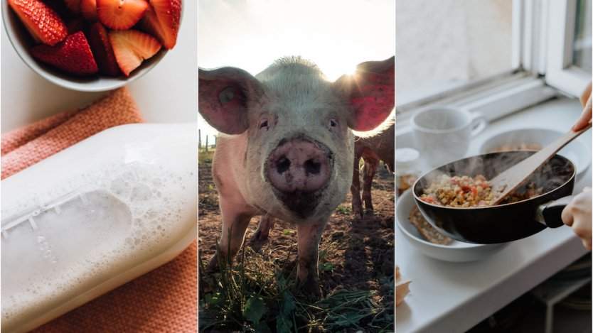 Image for ICYMI: New ultrafitered milk launches in Canada, effects of the African swine fever on Canadian pork products, Regent Park Food culinary workshops and more