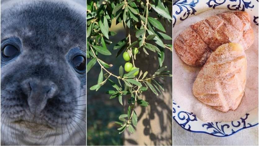 Image for ICYMI: A couple from B.C. produces 100 percent Canadian olive oil, SeaDNA launches campaign for seal meat consumption and a copyright dispute over the word “beaver” in last week's food news