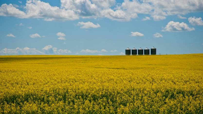 Image for Plant, grow and eat with Canola Eat Well