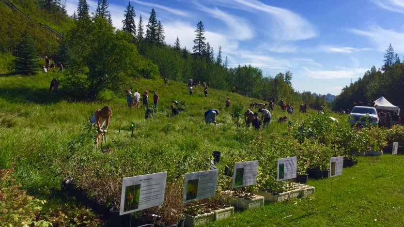 Food forest photos courtesy of Root for Trees program.