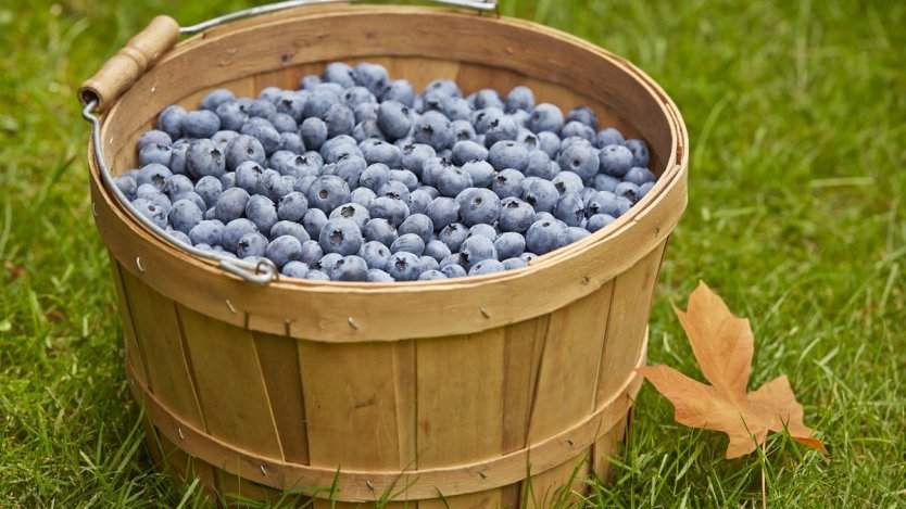 Image for From Blueberry farm to plate: how B.C. chefs wind up with fresh blueberries on their menus