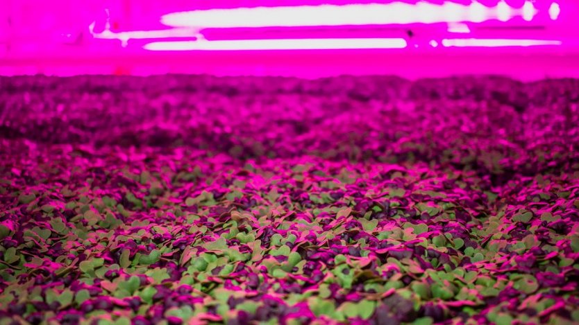 Image via GoodLeaf Farms' Facebook page