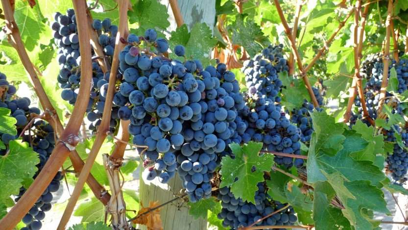 Photo by Kelown09 on Flickr. Photo by Kelown09 on Flickr.