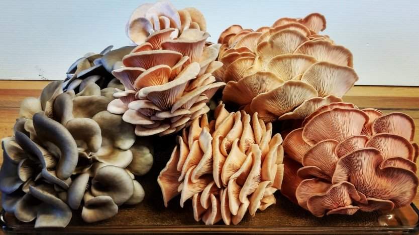 Image for Gruger Market is growing fung-tastic mushrooms
