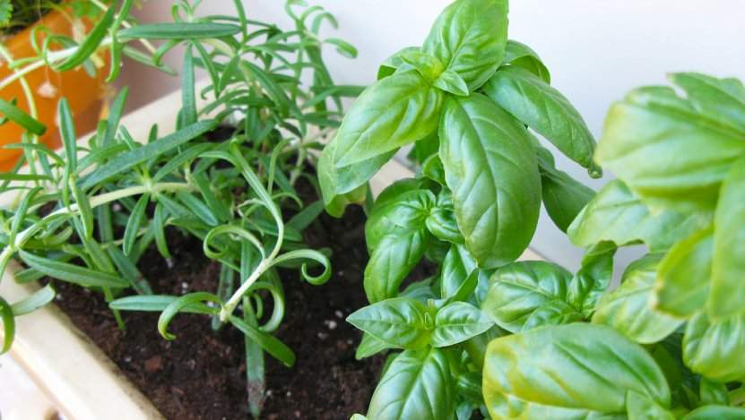 Stop buying and start growing these 5 herbs Eat North