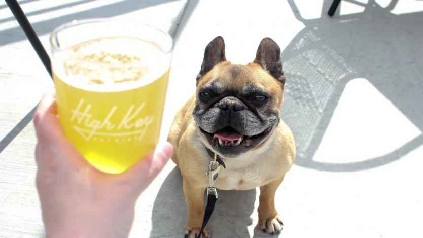 Did you know that High Key Brewing's patio is dog-friendly? Photo via Facebook.