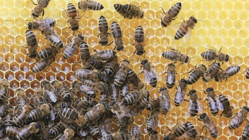 Image for Buzzing for honey across Canada