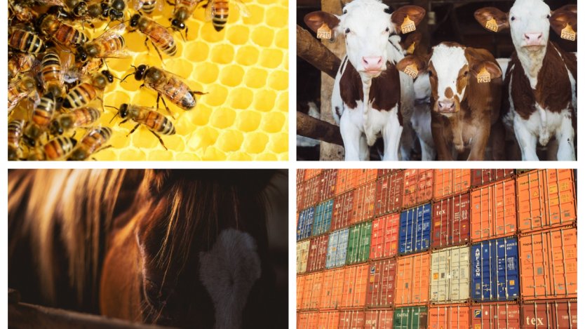 Image for ICYMI: Canada cracks down on food fraud, lawsuit against shipment of horses for human consumption, and more