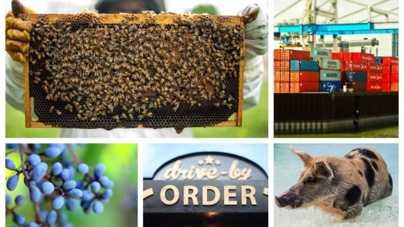 Image for ICYMI: Canada's first 100 per cent vegan drive through, Canadian waste found in Cambodia, and more