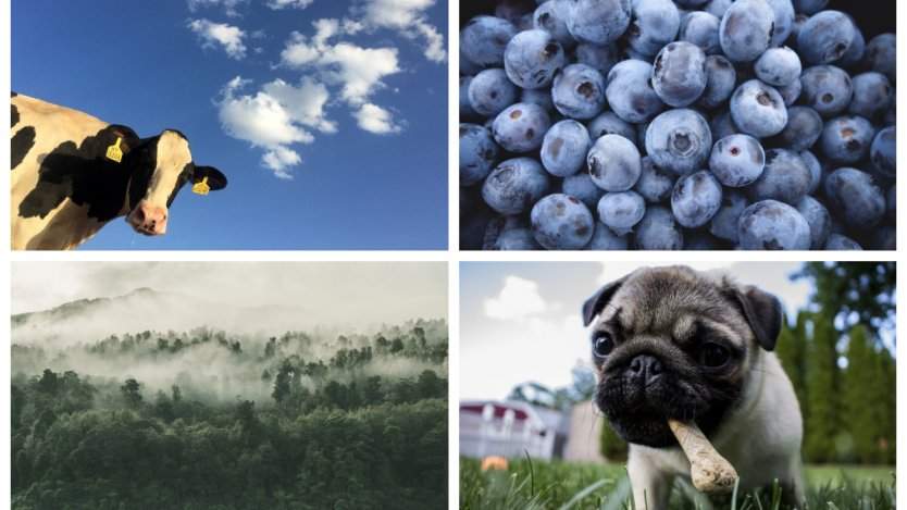 Image for ICYMI: McDonald's Canada partners with Rainforest Alliance, Vodkow receives Excellence in Agriculture award, and more