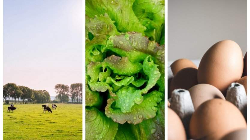 Image for ICYMI: FCL to close Calgary food distribution centre, romaine lettuce linked to E. coli breakout, and more