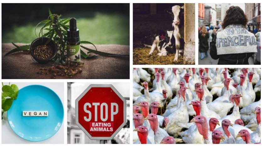 Image for ICYMI: Multiple meat recalls across the country, animal rights protesters in Alberta, and more