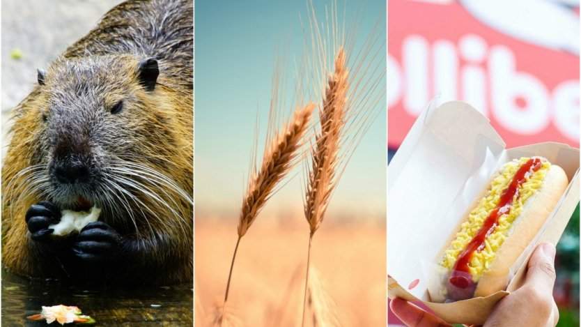 Image for ICYMI: Beavers changing the whiskey game, Japan bans on Canadian wheat, Filipino food fans rejoice and more