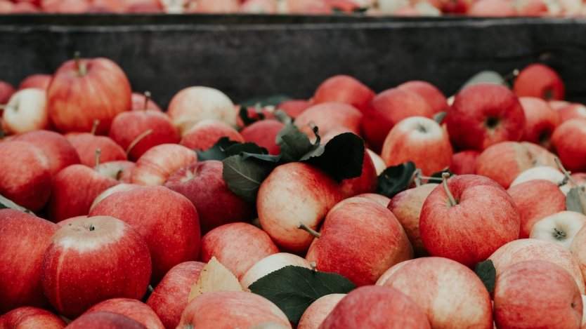 Image for daily bite: Calgarians be a good apple and drop off your fruit for the 2nd annual Uncommon Fruit Drive