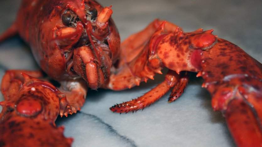 Image for Daily bite: Switzerland bans crustacean cruelty