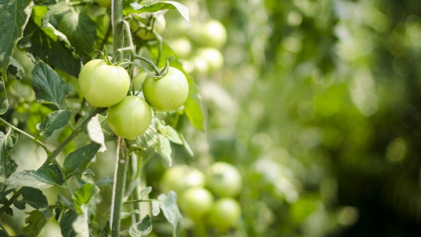 Image for Canadian food DYK: The world&#039;s first tomato wine, Omerto, is produced in Quebec