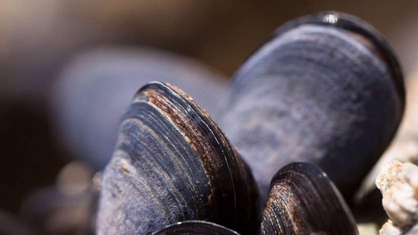 Image for Canadian food DYK: Prince Edward Island produces some of the world's best mussels