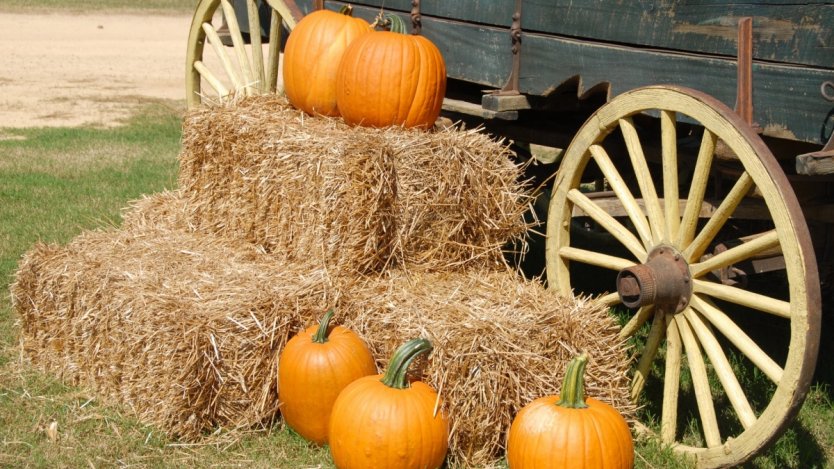 Image for 6 Harvest dinners to check out across Canada