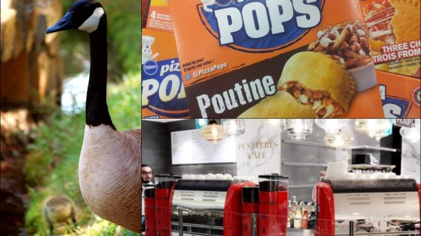 Image for ICYMI: Poutine Pizza Pops, potential banning of bee-killing pesticide, Toronto's new 25,000 square foot food hall and more