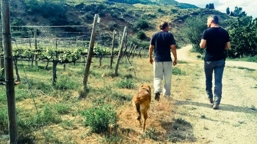 Image for Daily bite: winery partner wanted at TH Wines