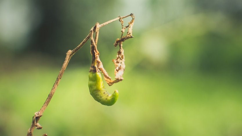 Image for Bringing ugly back: the fight on food waste