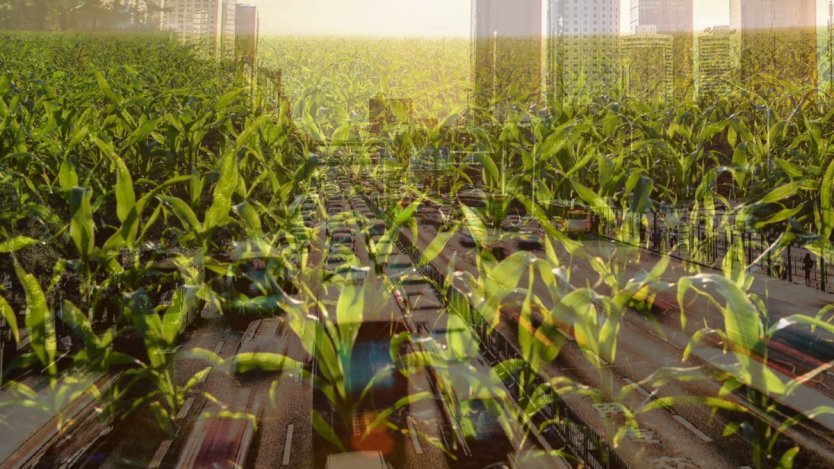 Image for A Richmond farm's century long resilience against rapid urbanization