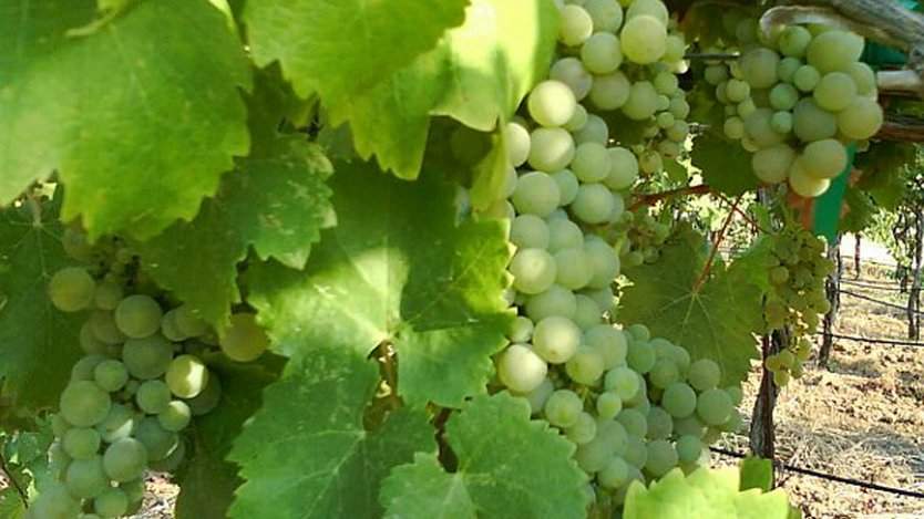 Viognier photo from Wikimedia Commons. Viognier photo from Wikimedia Commons.