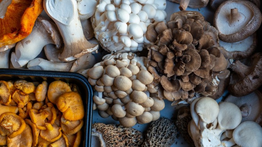 Image for Daily bite: Wildebeest to launch second annual wild game and mushroom menu