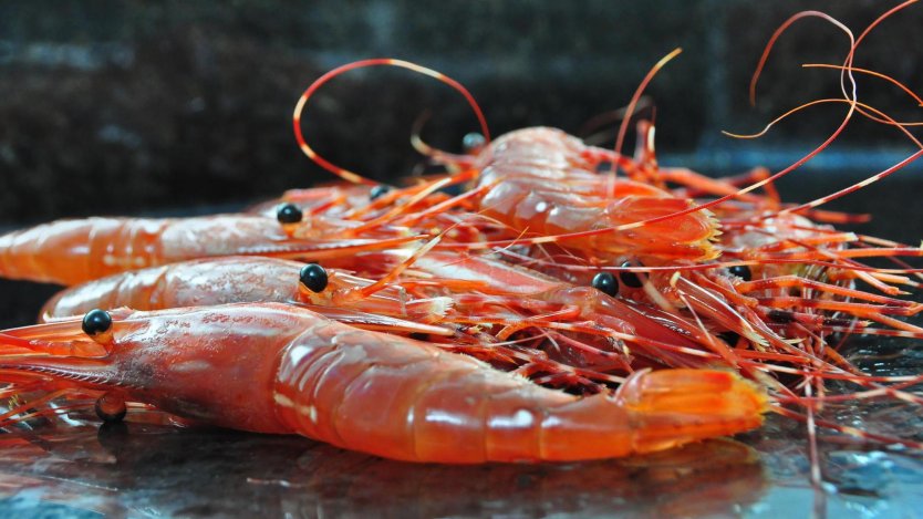 spot prawns