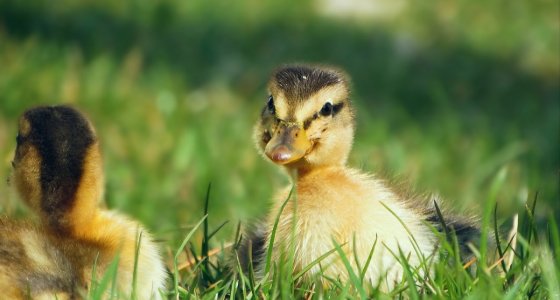 ICYMI: Avian flu devastates duck farm, Canada's response to the rise of restaurant robots, and more - Vimarsana News