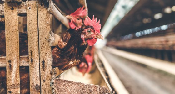 ICYMI: Campaign to save Saskatoon's Extra Foods, Canadian poultry problems, and more - Vimarsana News