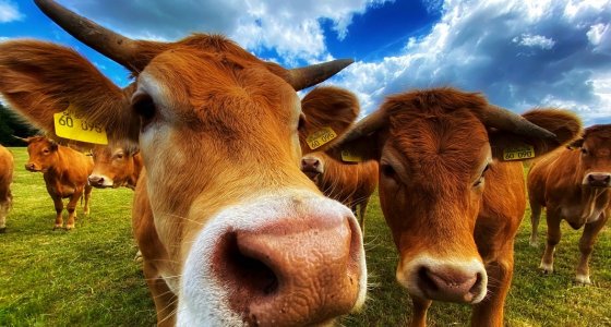 ICYMI: Canadian beef import ban, Toronto's penis waffles, and more - Vimarsana News