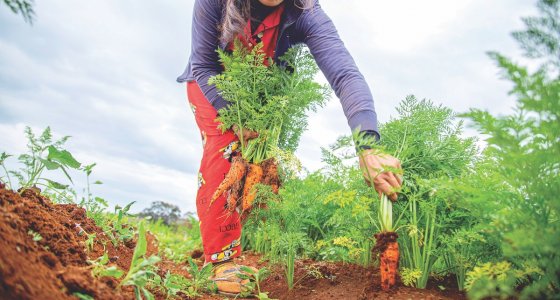ICYMI: Community gardens grow in popularity, promising signs for Prairie mustard farmers, and more - Vimarsana News