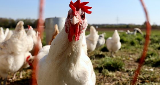 ICYMI: Fast food chains accused of animal cruelty, Ontario 7-Eleven secures liquor license, and more - Vimarsana News